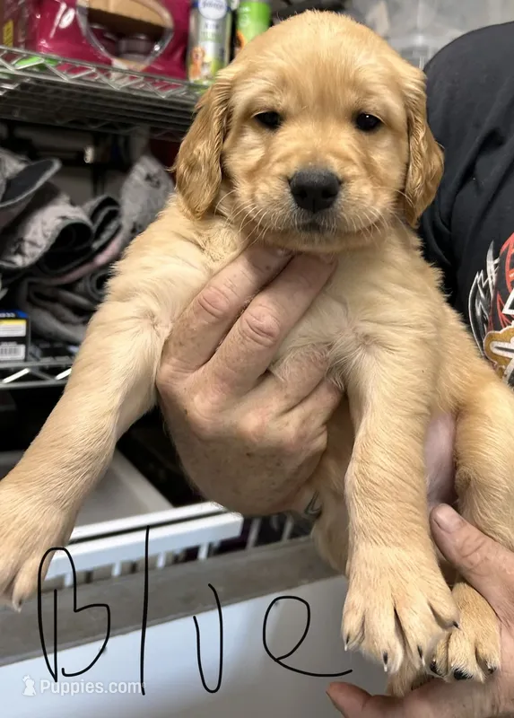 Akc Golden Blue collar – Golden Retriever puppy for sale in Lebanon, OR