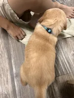 Akc Golden Blue collar, a male Golden Retriever for sale in Lebanon, OR – 3 of 3