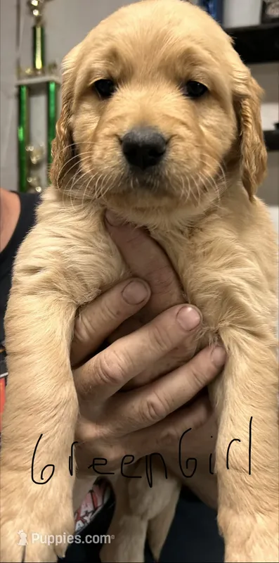 AKC Female Green collar – Golden Retriever puppy for sale in Lebanon, OR