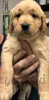 AKC Female Green collar, a female Golden Retriever for sale in Lebanon, OR – 1 of 1