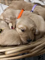 AKC Female-Pink, a female Golden Retriever for sale in Lebanon, OR – Photo 1 of 3