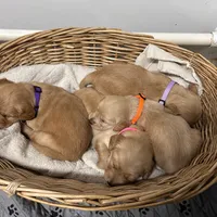 AKC Female-Pink, a female Golden Retriever for sale in Lebanon, OR – Photo 3 of 3