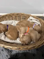 AKC Female-Pink, a female Golden Retriever for sale in Lebanon, OR – Photo 3 of 3