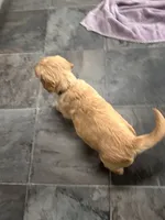 AKC Male Golden-Grey collar, a male Golden Retriever for sale in Lebanon, OR – Photo 5 of 6