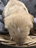 AKC Male Golden-Grey collar, a male Golden Retriever for sale in Lebanon, OR – Photo 2 of 6