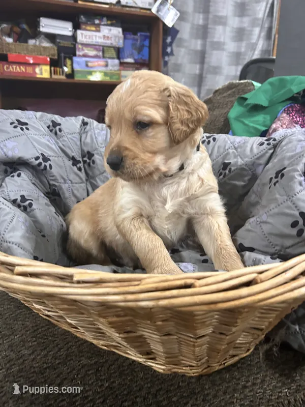 AKC Male Golden-Grey collar