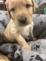 AKC Male Golden-Grey collar, a male Golden Retriever for sale in Lebanon, OR – Photo 3 of 6