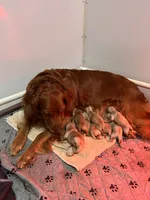 AKC Male Golden-Grey collar, a male Golden Retriever for sale in Lebanon, OR – Photo 6 of 6