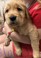 Akc Golden Blue collar, a male Golden Retriever for sale in Lebanon, OR – 1 of 3