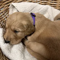 AKC Female Purple, a female Golden Retriever for sale in Lebanon, OR – Photo 1 of 2
