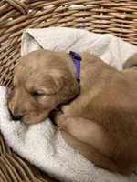 AKC Female Purple, a female Golden Retriever for sale in Lebanon, OR – Photo 1 of 2