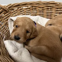 AKC Female Purple, a female Golden Retriever for sale in Lebanon, OR – Photo 2 of 2