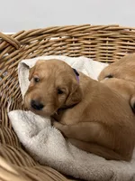 AKC Female Purple, a female Golden Retriever for sale in Lebanon, OR – Photo 2 of 2