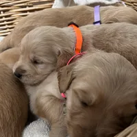 AKC Female -Orange, a female Golden Retriever for sale in Lebanon, OR – Photo 1 of 2