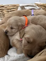 AKC Female -Orange, a female Golden Retriever for sale in Lebanon, OR – Photo 1 of 2