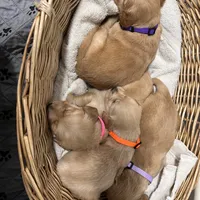 AKC Female -Orange, a female Golden Retriever for sale in Lebanon, OR – Photo 2 of 2