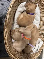 AKC Female -Orange, a female Golden Retriever for sale in Lebanon, OR – Photo 2 of 2