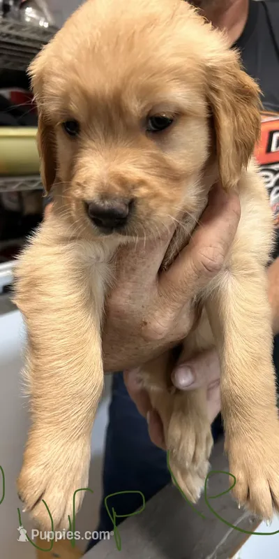 AKC Female Purple Collar – Golden Retriever puppy for sale in Lebanon, OR