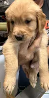 AKC Female Purple Collar, a female Golden Retriever for sale in Lebanon, OR – 1 of 1