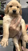 AKC Male Golden-Grey collar, a male Golden Retriever for sale in Lebanon, OR – 1 of 1