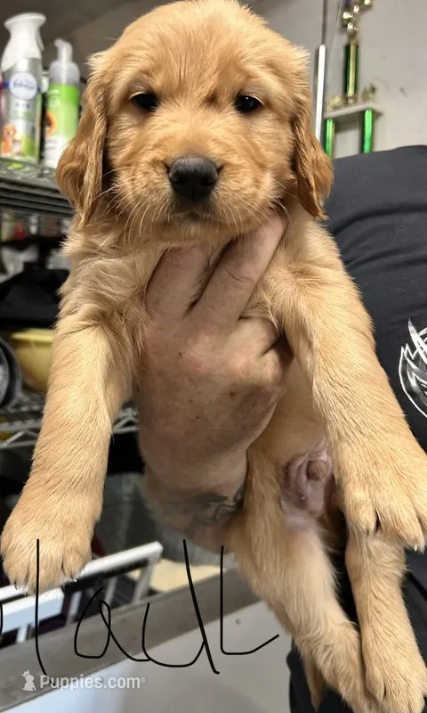 Akc Golden Black Collar Male – Golden Retriever puppy for sale in Lebanon, OR
