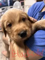 Akc Golden Black Collar Male, a male Golden Retriever for sale in Lebanon, OR – 2 of 2