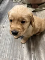 Akc Golden Blue collar, a male Golden Retriever for sale in Lebanon, OR – 2 of 3