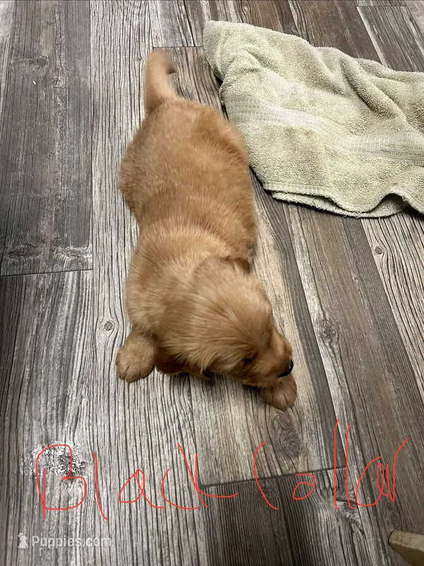 Akc Golden Black Collar Male – Golden Retriever puppy for sale in Lebanon, OR