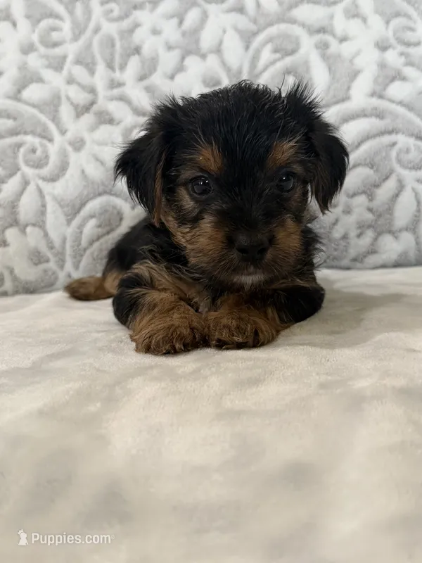 Lucky – Yorkshire Terrier puppy for sale in West Palm Beach, FL
