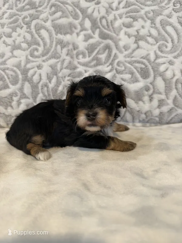 Bailey – Yorkshire Terrier puppy for sale in West Palm Beach, FL