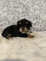 Bailey, a male Yorkshire Terrier for sale in West Palm Beach, FL – 1 of 3