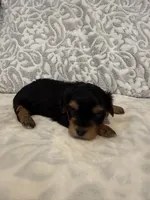 Kiki, a female Yorkshire Terrier for sale in West Palm Beach, FL – 1 of 3