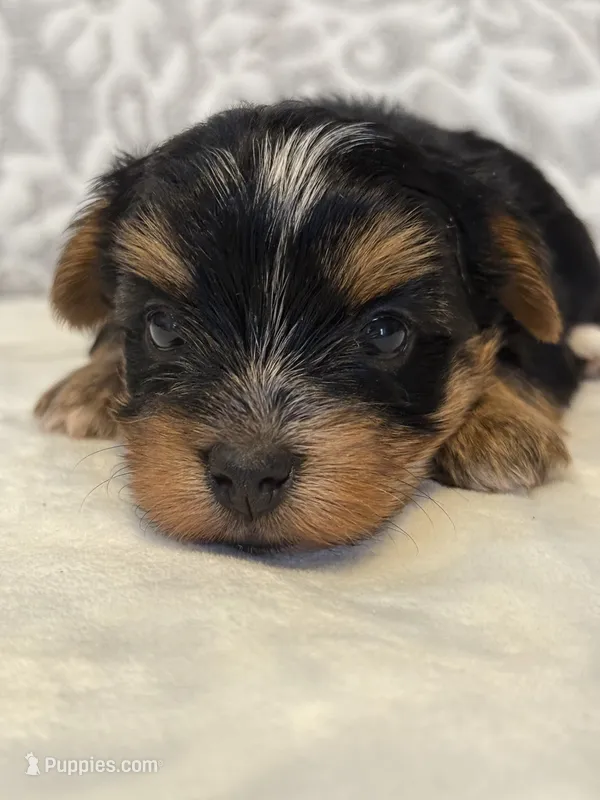 Spirit – Yorkshire Terrier puppy for sale in West Palm Beach, FL