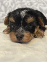 Spirit, a male Yorkshire Terrier for sale in West Palm Beach, FL – 1 of 3