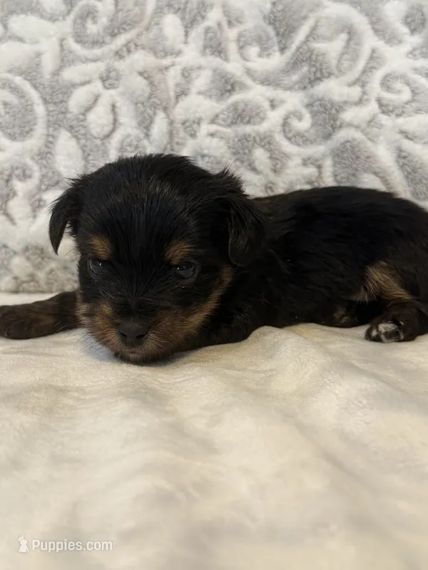 Teddy  – Yorkshire Terrier puppy for sale in West Palm Beach, FL