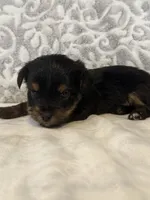 Teddy , a male Yorkshire Terrier for sale in West Palm Beach, FL – 1 of 3