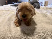 Batley, a male Yorkshire Terrier for sale in West Palm Beach, FL – 6 of 6