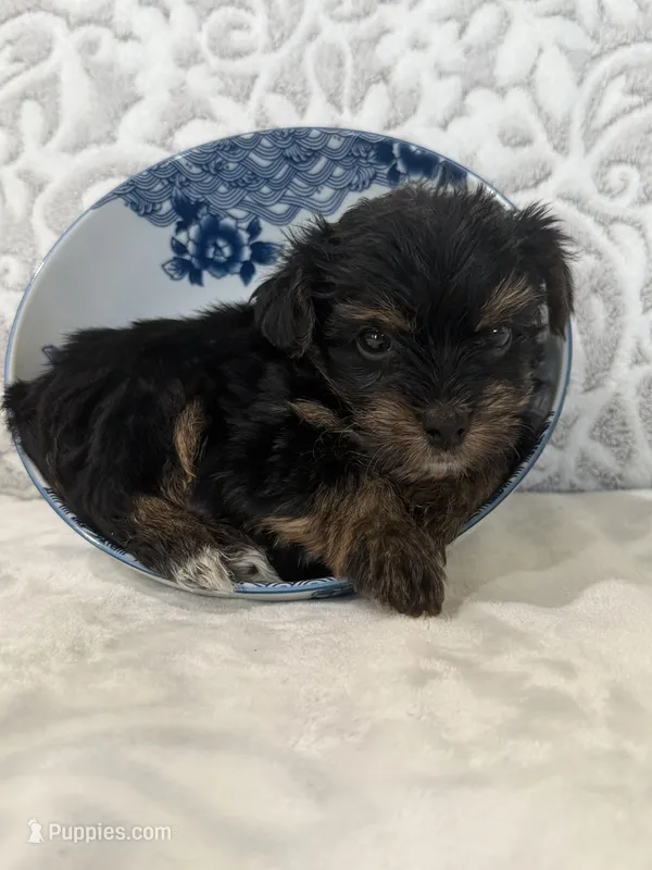 Miso – Yorkshire Terrier puppy for sale in West Palm Beach, FL
