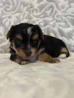 Spirit, a male Yorkshire Terrier for sale in West Palm Beach, FL – 3 of 3