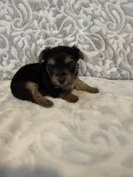 Ivory, a female Yorkshire Terrier for sale in West Palm Beach, FL – 2 of 3