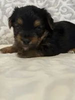 Lucky, a male Yorkshire Terrier for sale in West Palm Beach, FL – 2 of 3
