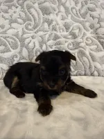 Ash, a female Yorkshire Terrier for sale in West Palm Beach, FL – 2 of 3