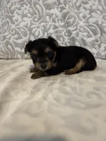Ivory, a female Yorkshire Terrier for sale in West Palm Beach, FL – 3 of 3