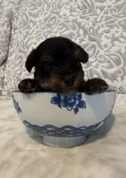 Miso, a male Yorkshire Terrier for sale in West Palm Beach, FL – 1 of 3