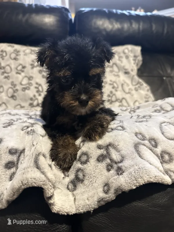 Teddy  – Yorkshire Terrier puppy for sale in West Palm Beach, FL