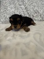 Kiki, a female Yorkshire Terrier for sale in West Palm Beach, FL – 3 of 3