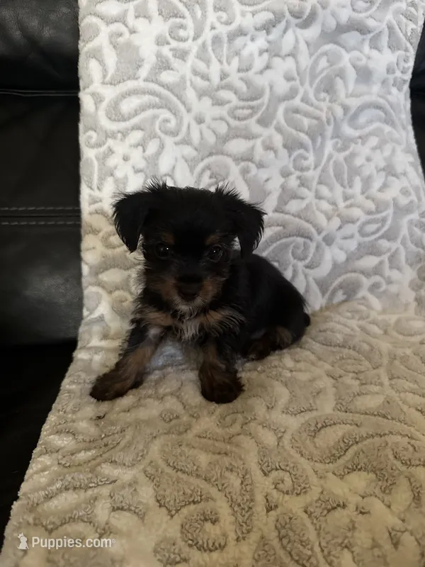 Miso – Yorkshire Terrier puppy on hold in West Palm Beach, FL