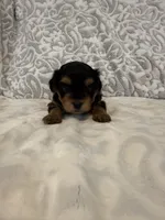 Kiki, a female Yorkshire Terrier for sale in West Palm Beach, FL – 2 of 3