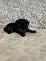 Lucky, a male Yorkshire Terrier for sale in West Palm Beach, FL – 3 of 3