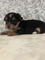 Spirit, a male Yorkshire Terrier for sale in West Palm Beach, FL – 2 of 3
